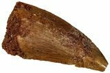 Serrated Raptor Tooth - Real Dinosaur Tooth #298215-1